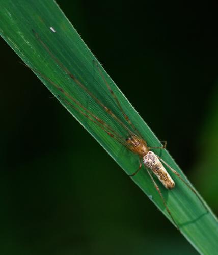 Réf. 326 081 : Tetragnatha sp.