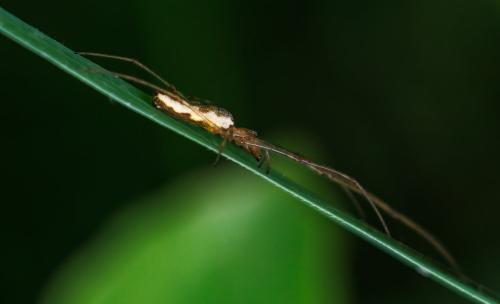 Réf. 326 082 : Tetragnatha sp.