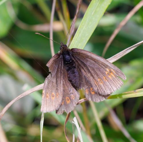 Réf. 326 217 : Erebia alberganus