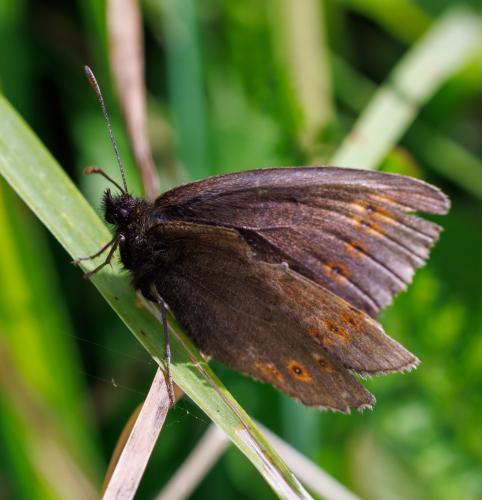 Réf. 326 219 : Erebia alberganus