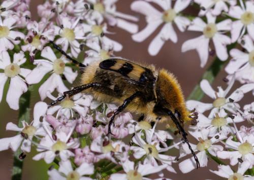 Trichius fasciatus