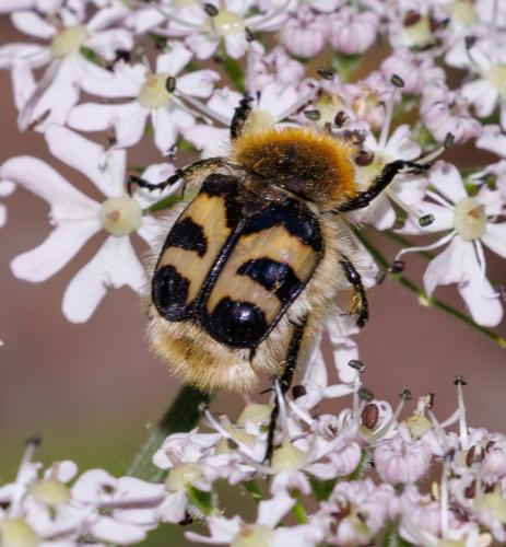 Trichius fasciatus