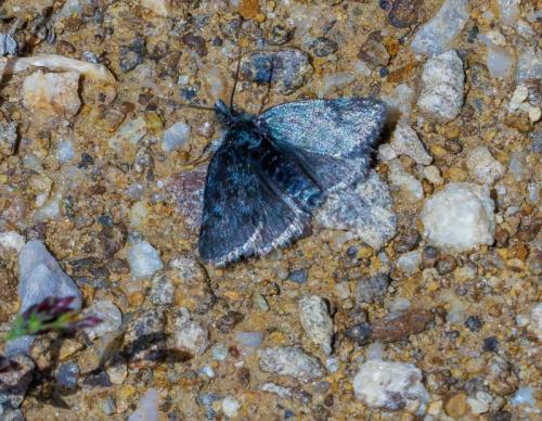 Réf. 326 279 : Metaxmeste phrygialis