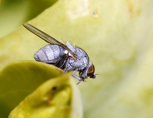 Leucopis sp.