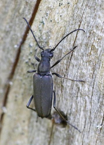 Anastrangalia dubia