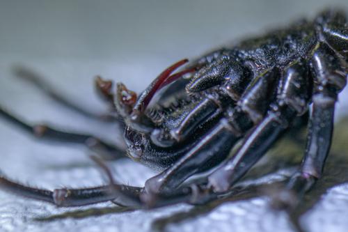 Réf. 326 593 : Atypus piceus