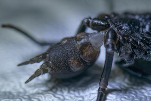 Réf. 326 594 : Atypus piceus