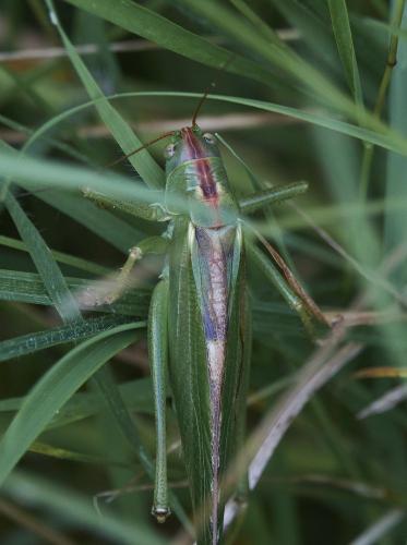 Tettigonia viridissima
