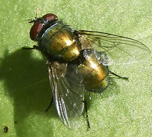 Lucilia sp.