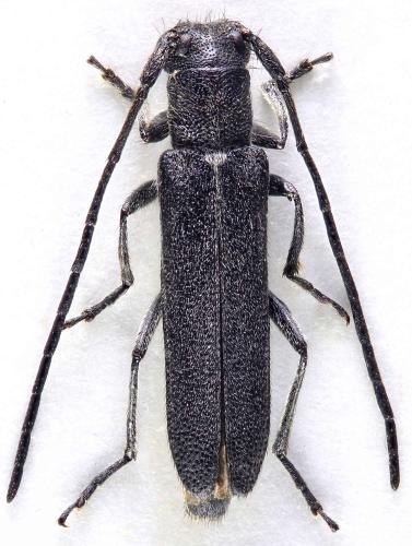 Opsilia uncinata