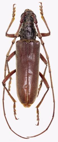 Réf. 326 736 : Derolus mauritanicus
