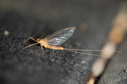 Réf. 326 087 : Heptagenia adaequata