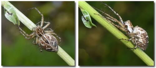 Oxyopes heterophthalmus