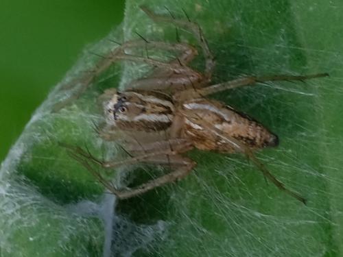 Oxyopes (lineatus-nigripalpis)