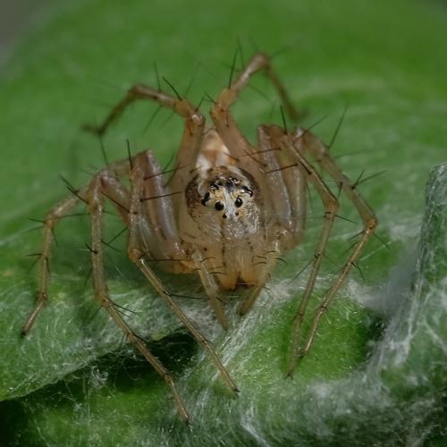 Oxyopes (lineatus-nigripalpis)