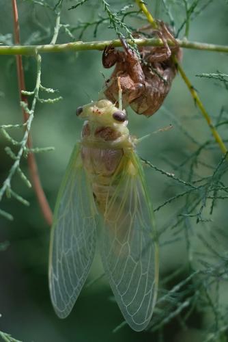 Lyristes plebejus
