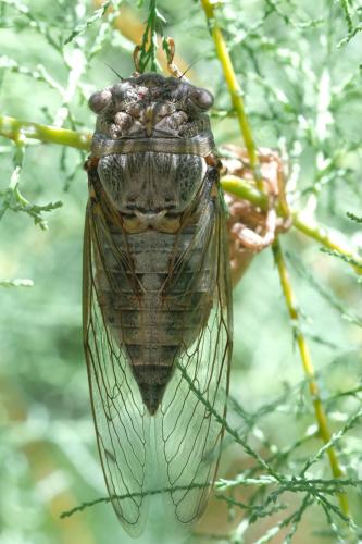 Lyristes plebejus