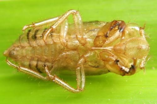 Réf. 326 324 : Tettigettula pygmea