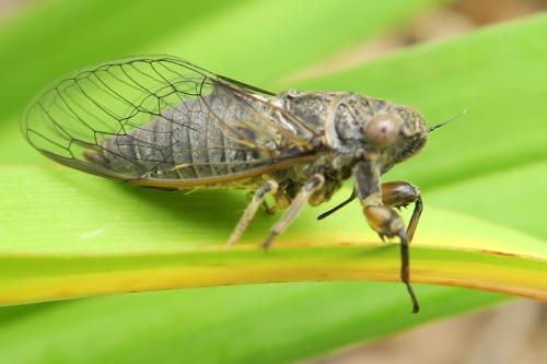 Réf. 326 326 : Tettigettula pygmea