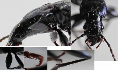 Laemostenus janthinus