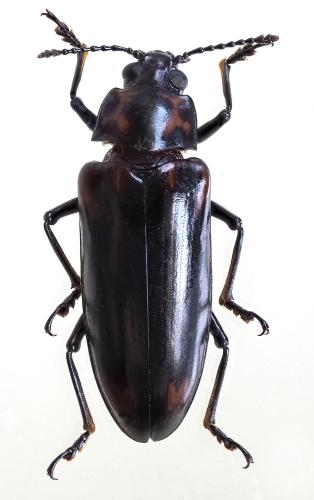 Réf. 326 322 : Encaustes sp.
