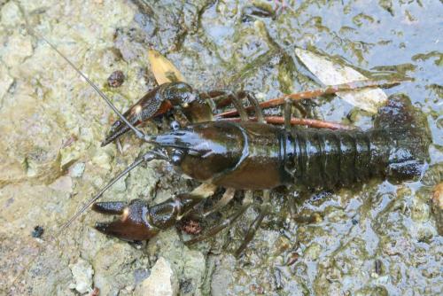 Pacifastacus sp.