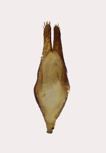 Réf. 326 225 : Calamobius filum