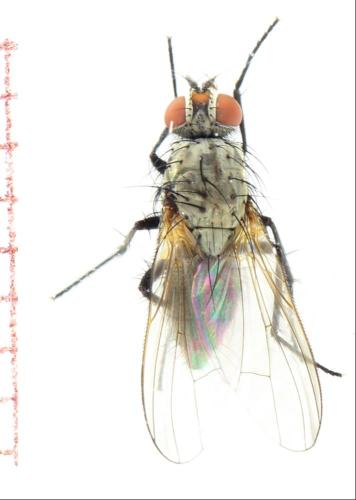Réf. 326 725 : Botanophila fugax