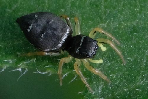 Réf. 326 899 : Heliophanus cupreus