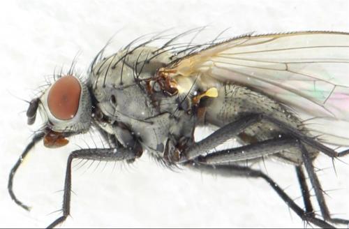 Réf. 326 726 : Botanophila fugax