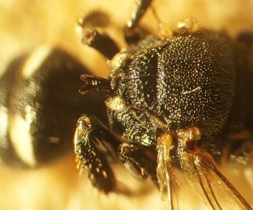 Oxybelus uniglumis
