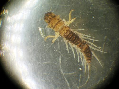 Sialis sp.