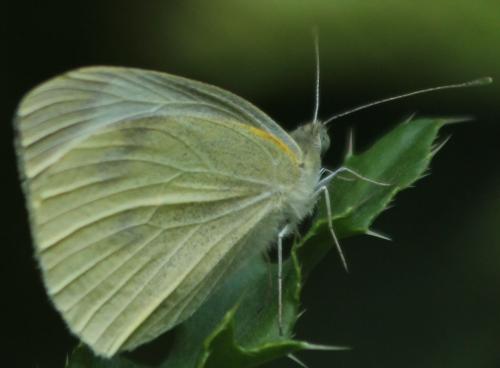 Réf. 326 713 : Pieris rapae