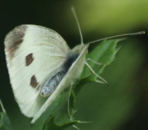 Réf. 326 712 : Pieris rapae