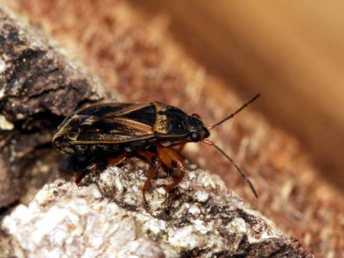 Réf. 326 953 : Trapezonotus dispar