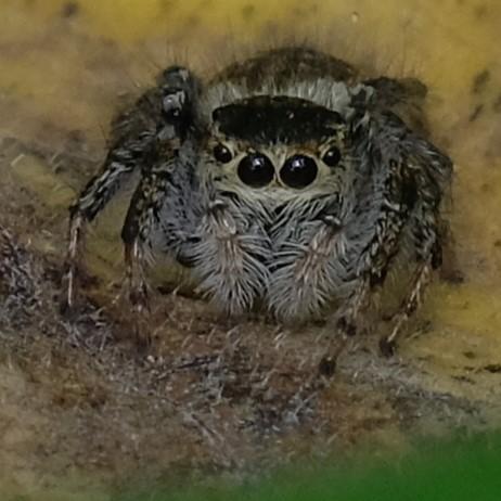 Philaeus chrysops