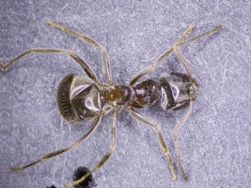Lasius sp.
