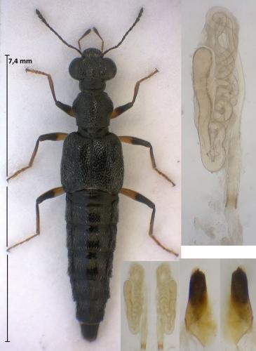 Réf. 326 483 : Stenus cordatus
