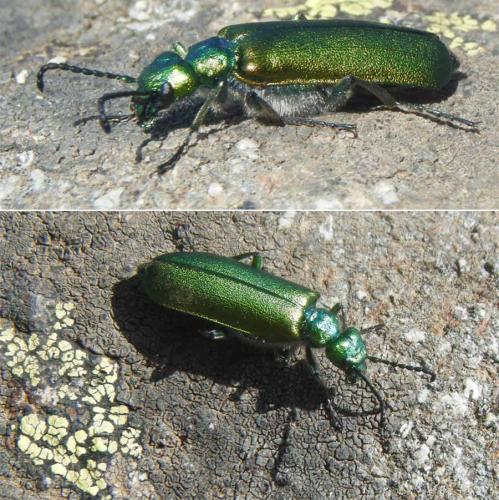 Lytta vesicatoria