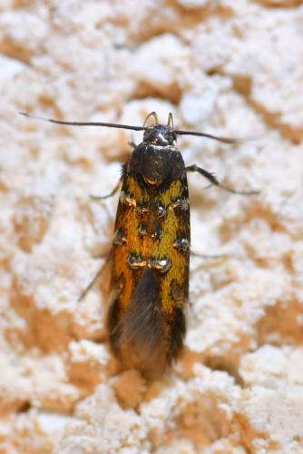 Pancalia leuwenhoekella