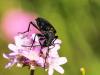 326078 – Photo : Danièle Tixier-Inrep – France (30)