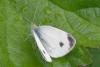 326758 – Photo : Olivier Pouvreau – France (86)