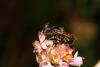 326975 – Photo : Jude Bucktrout – France (36)