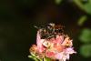 326925 – Photo : Jude Bucktrout – France (36)