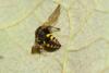 326999 – Photo : Jude Bucktrout – France (36)