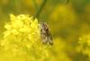 326821 – Photo : Philippe Fourtier – France (38)