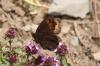 326952 – Photo : Philippe Fourtier – France (38)
