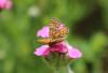 326954 – Photo : Philippe Fourtier – France (38)