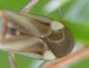 326965 – Photo : Christian Berquer – France (50)