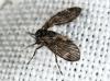 326493 – Photo : Cédric Mondy – France (78)